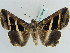  ( - BC ZSM Lep 39078)  @14 [ ] CreativeCommons - Attribution Non-Commercial Share-Alike (2010) Axel Hausmann/Bavarian State Collection of Zoology (ZSM) SNSB, Zoologische Staatssammlung Muenchen