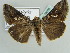 ( - BC ZSM Lep 39080)  @14 [ ] CreativeCommons - Attribution Non-Commercial Share-Alike (2010) Axel Hausmann/Bavarian State Collection of Zoology (ZSM) SNSB, Zoologische Staatssammlung Muenchen