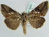  ( - BC ZSM Lep 39081)  @14 [ ] CreativeCommons - Attribution Non-Commercial Share-Alike (2010) Axel Hausmann/Bavarian State Collection of Zoology (ZSM) SNSB, Zoologische Staatssammlung Muenchen