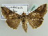  ( - BC ZSM Lep 39082)  @14 [ ] CreativeCommons - Attribution Non-Commercial Share-Alike (2010) Axel Hausmann/Bavarian State Collection of Zoology (ZSM) SNSB, Zoologische Staatssammlung Muenchen