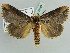  (Phalera lydenburgi - BC ZSM Lep 39089)  @13 [ ] CreativeCommons - Attribution Non-Commercial Share-Alike (2010) Axel Hausmann/Bavarian State Collection of Zoology (ZSM) SNSB, Zoologische Staatssammlung Muenchen