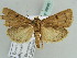  ( - BC ZSM Lep 39092)  @13 [ ] CreativeCommons - Attribution Non-Commercial Share-Alike (2010) Axel Hausmann/Bavarian State Collection of Zoology (ZSM) SNSB, Zoologische Staatssammlung Muenchen