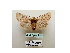  ( - BC ZSM Lep 40153)  @13 [ ] CreativeCommons - Attribution Non-Commercial Share-Alike (2010) Axel Hausmann/Bavarian State Collection of Zoology (ZSM) SNSB, Zoologische Staatssammlung Muenchen