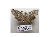  (Altipolia - BC ZSM Lep 40163)  @14 [ ] CreativeCommons - Attribution Non-Commercial Share-Alike (2010) Axel Hausmann/Bavarian State Collection of Zoology (ZSM) SNSB, Zoologische Staatssammlung Muenchen