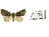 (Bombyciella - BC ZSM Lep 40164)  @13 [ ] CreativeCommons - Attribution Non-Commercial Share-Alike (2010) Axel Hausmann/Bavarian State Collection of Zoology (ZSM) SNSB, Zoologische Staatssammlung Muenchen