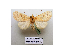  (Tiliacea japonago - BC ZSM Lep 40175)  @13 [ ] CreativeCommons - Attribution Non-Commercial Share-Alike (2010) Axel Hausmann/Bavarian State Collection of Zoology (ZSM) SNSB, Zoologische Staatssammlung Muenchen