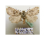  (Blepharosis GB01Ch - BC ZSM Lep 40193)  @13 [ ] CreativeCommons - Attribution Non-Commercial Share-Alike (2010) Axel Hausmann/Bavarian State Collection of Zoology (ZSM) SNSB, Zoologische Staatssammlung Muenchen