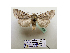  (Dryobotodes banghaasi - BC ZSM Lep 40195)  @13 [ ] CreativeCommons - Attribution Non-Commercial Share-Alike (2010) Axel Hausmann/Bavarian State Collection of Zoology (ZSM) SNSB, Zoologische Staatssammlung Muenchen