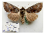 ( - BC ZSM Lep 40204)  @13 [ ] CreativeCommons - Attribution Non-Commercial Share-Alike (2010) Axel Hausmann/Bavarian State Collection of Zoology (ZSM) SNSB, Zoologische Staatssammlung Muenchen