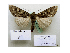  ( - BC ZSM Lep 40214)  @13 [ ] CreativeCommons - Attribution Non-Commercial Share-Alike (2010) Axel Hausmann/Bavarian State Collection of Zoology (ZSM) SNSB, Zoologische Staatssammlung Muenchen