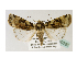  ( - BC ZSM Lep 40226)  @14 [ ] CreativeCommons - Attribution Non-Commercial Share-Alike (2010) Axel Hausmann/Bavarian State Collection of Zoology (ZSM) SNSB, Zoologische Staatssammlung Muenchen
