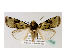  (Mentaxya inconstansGB02Et - BC ZSM Lep 40228)  @14 [ ] CreativeCommons - Attribution Non-Commercial Share-Alike (2010) Axel Hausmann/Bavarian State Collection of Zoology (ZSM) SNSB, Zoologische Staatssammlung Muenchen
