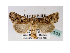  (Tycomarptes aethiopica - BC ZSM Lep 40233)  @13 [ ] CreativeCommons - Attribution Non-Commercial Share-Alike (2010) Axel Hausmann/Bavarian State Collection of Zoology (ZSM) SNSB, Zoologische Staatssammlung Muenchen