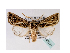  (Leumicamia venustissima - BC ZSM Lep 40234)  @14 [ ] CreativeCommons - Attribution Non-Commercial Share-Alike (2010) Axel Hausmann/Bavarian State Collection of Zoology (ZSM) SNSB, Zoologische Staatssammlung Muenchen