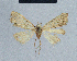  (Nola reubeni13 - BC ZSM Lep 41663)  @12 [ ] CreativeCommons - Attribution Non-Commercial Share-Alike (2010) Axel Hausmann/Bavarian State Collection of Zoology (ZSM) SNSB, Zoologische Staatssammlung Muenchen