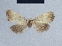  (Nola reubeni14 - BC ZSM Lep 41665)  @11 [ ] CreativeCommons - Attribution Non-Commercial Share-Alike (2010) Axel Hausmann/Bavarian State Collection of Zoology (ZSM) SNSB, Zoologische Staatssammlung Muenchen