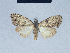  (Nola reubeni11 - BC ZSM Lep 41667)  @11 [ ] CreativeCommons - Attribution Non-Commercial Share-Alike (2010) Axel Hausmann/Bavarian State Collection of Zoology (ZSM) SNSB, Zoologische Staatssammlung Muenchen