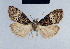 (Nola reubeni1 - BC ZSM Lep 41668)  @11 [ ] CreativeCommons - Attribution Non-Commercial Share-Alike (2010) Axel Hausmann/Bavarian State Collection of Zoology (ZSM) SNSB, Zoologische Staatssammlung Muenchen