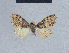  ( - BC ZSM Lep 41669)  @11 [ ] CreativeCommons - Attribution Non-Commercial Share-Alike (2010) Axel Hausmann/Bavarian State Collection of Zoology (ZSM) SNSB, Zoologische Staatssammlung Muenchen