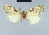  ( - BC ZSM Lep 41671)  @12 [ ] CreativeCommons - Attribution Non-Commercial Share-Alike (2010) Axel Hausmann/Bavarian State Collection of Zoology (ZSM) SNSB, Zoologische Staatssammlung Muenchen