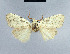  ( - BC ZSM Lep 41672)  @11 [ ] CreativeCommons - Attribution Non-Commercial Share-Alike (2010) Axel Hausmann/Bavarian State Collection of Zoology (ZSM) SNSB, Zoologische Staatssammlung Muenchen