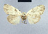  (Meganola partforsteri - BC ZSM Lep 41673)  @13 [ ] CreativeCommons - Attribution Non-Commercial Share-Alike (2010) Axel Hausmann/Bavarian State Collection of Zoology (ZSM) SNSB, Zoologische Staatssammlung Muenchen