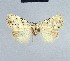  (Nola cretacea1 - BC ZSM Lep 41674)  @13 [ ] CreativeCommons - Attribution Non-Commercial Share-Alike (2010) Axel Hausmann/Bavarian State Collection of Zoology (ZSM) SNSB, Zoologische Staatssammlung Muenchen