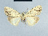  (Nola cretacea - BC ZSM Lep 41675)  @11 [ ] CreativeCommons - Attribution Non-Commercial Share-Alike (2010) Axel Hausmann/Bavarian State Collection of Zoology (ZSM) SNSB, Zoologische Staatssammlung Muenchen