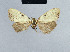  (Nola cretacea5 - BC ZSM Lep 41676)  @12 [ ] CreativeCommons - Attribution Non-Commercial Share-Alike (2010) Axel Hausmann/Bavarian State Collection of Zoology (ZSM) SNSB, Zoologische Staatssammlung Muenchen