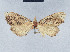 ( - BC ZSM Lep 41680)  @12 [ ] CreativeCommons - Attribution Non-Commercial Share-Alike (2010) Axel Hausmann/Bavarian State Collection of Zoology (ZSM) SNSB, Zoologische Staatssammlung Muenchen
