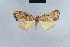  (Meganola tenuimorpha - BC ZSM Lep 41681)  @13 [ ] CreativeCommons - Attribution Non-Commercial Share-Alike (2010) Axel Hausmann/Bavarian State Collection of Zoology (ZSM) SNSB, Zoologische Staatssammlung Muenchen