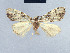  (Meganola pachygrapha - BC ZSM Lep 41682)  @13 [ ] CreativeCommons - Attribution Non-Commercial Share-Alike (2010) Axel Hausmann/Bavarian State Collection of Zoology (ZSM) SNSB, Zoologische Staatssammlung Muenchen