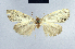  ( - BC ZSM Lep 41683)  @13 [ ] CreativeCommons - Attribution Non-Commercial Share-Alike (2010) Axel Hausmann/Bavarian State Collection of Zoology (ZSM) SNSB, Zoologische Staatssammlung Muenchen
