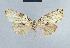  (Nola incana2 - BC ZSM Lep 41686)  @11 [ ] CreativeCommons - Attribution Non-Commercial Share-Alike (2010) Axel Hausmann/Bavarian State Collection of Zoology (ZSM) SNSB, Zoologische Staatssammlung Muenchen
