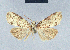  ( - BC ZSM Lep 41687)  @11 [ ] CreativeCommons - Attribution Non-Commercial Share-Alike (2010) Axel Hausmann/Bavarian State Collection of Zoology (ZSM) SNSB, Zoologische Staatssammlung Muenchen