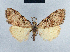  ( - BC ZSM Lep 41688)  @13 [ ] CreativeCommons - Attribution Non-Commercial Share-Alike (2010) Axel Hausmann/Bavarian State Collection of Zoology (ZSM) SNSB, Zoologische Staatssammlung Muenchen
