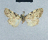  (Meganola argyrographa - BC ZSM Lep 41689)  @13 [ ] CreativeCommons - Attribution Non-Commercial Share-Alike (2010) Axel Hausmann/Bavarian State Collection of Zoology (ZSM) SNSB, Zoologische Staatssammlung Muenchen