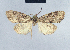  (Meganola proceropteryx - BC ZSM Lep 41690)  @13 [ ] CreativeCommons - Attribution Non-Commercial Share-Alike (2010) Axel Hausmann/Bavarian State Collection of Zoology (ZSM) SNSB, Zoologische Staatssammlung Muenchen