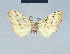  (Nola lindemannae1 - BC ZSM Lep 41692)  @12 [ ] CreativeCommons - Attribution Non-Commercial Share-Alike (2010) Axel Hausmann/Bavarian State Collection of Zoology (ZSM) SNSB, Zoologische Staatssammlung Muenchen