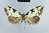  (Meganola florianhackeri - BC ZSM Lep 41695)  @13 [ ] CreativeCommons - Attribution Non-Commercial Share-Alike (2010) Axel Hausmann/Bavarian State Collection of Zoology (ZSM) SNSB, Zoologische Staatssammlung Muenchen