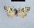  ( - BC ZSM Lep 41698)  @12 [ ] CreativeCommons - Attribution Non-Commercial Share-Alike (2010) Axel Hausmann/Bavarian State Collection of Zoology (ZSM) SNSB, Zoologische Staatssammlung Muenchen