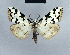  ( - BC ZSM Lep 41699)  @13 [ ] CreativeCommons - Attribution Non-Commercial Share-Alike (2010) Axel Hausmann/Bavarian State Collection of Zoology (ZSM) SNSB, Zoologische Staatssammlung Muenchen