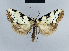  (Nola steniphona5 - BC ZSM Lep 41700)  @13 [ ] CreativeCommons - Attribution Non-Commercial Share-Alike (2010) Axel Hausmann/Bavarian State Collection of Zoology (ZSM) SNSB, Zoologische Staatssammlung Muenchen