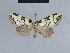  (Meganola subnivosa - BC ZSM Lep 41701)  @12 [ ] CreativeCommons - Attribution Non-Commercial Share-Alike (2010) Axel Hausmann/Bavarian State Collection of Zoology (ZSM) SNSB, Zoologische Staatssammlung Muenchen