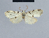  (Nola undulata2 - BC ZSM Lep 41702)  @13 [ ] CreativeCommons - Attribution Non-Commercial Share-Alike (2010) Axel Hausmann/Bavarian State Collection of Zoology (ZSM) SNSB, Zoologische Staatssammlung Muenchen