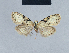  (Nola nivatalis1 - BC ZSM Lep 41703)  @11 [ ] CreativeCommons - Attribution Non-Commercial Share-Alike (2010) Axel Hausmann/Bavarian State Collection of Zoology (ZSM) SNSB, Zoologische Staatssammlung Muenchen