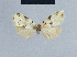 (Nola nivatalis2 - BC ZSM Lep 41704)  @12 [ ] CreativeCommons - Attribution Non-Commercial Share-Alike (2010) Axel Hausmann/Bavarian State Collection of Zoology (ZSM) SNSB, Zoologische Staatssammlung Muenchen