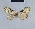  (Nola keinenola - BC ZSM Lep 41705)  @12 [ ] CreativeCommons - Attribution Non-Commercial Share-Alike (2010) Axel Hausmann/Bavarian State Collection of Zoology (ZSM) SNSB, Zoologische Staatssammlung Muenchen