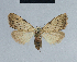  (Meganola spermophaga - BC ZSM Lep 41710)  @13 [ ] CreativeCommons - Attribution Non-Commercial Share-Alike (2010) Axel Hausmann/Bavarian State Collection of Zoology (ZSM) SNSB, Zoologische Staatssammlung Muenchen