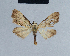  ( - BC ZSM Lep 41711)  @12 [ ] CreativeCommons - Attribution Non-Commercial Share-Alike (2010) Axel Hausmann/Bavarian State Collection of Zoology (ZSM) SNSB, Zoologische Staatssammlung Muenchen